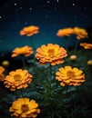 Yellow-orange marigolds that glow at night The background is a black night. Royalty Free Stock Photo