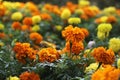 Yellow and orange marigolds