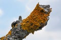 Yellow orange maritime sunburst lichen - Xanthoria parietina and gray tube Hypogymnia physodes - growing on dry tree Royalty Free Stock Photo