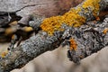 Yellow orange maritime sunburst lichen - Xanthoria parietina and Hypogymnia physodes - growing on dry tree branch, closeup detail Royalty Free Stock Photo