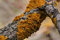 Yellow orange maritime sunburst lichen - Xanthoria parietina and some Hypogymnia physodes - growing on dry tree branch, closeup Royalty Free Stock Photo