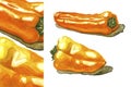 Yellow and orange mini peppers. Color illustration