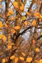 Autumn Marked Autumn Envied Royalty Free Stock Photo