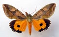 Yellow orange moth Eudocima isolated on white. Collection butterflies. Lepidoptera. Noctuidae.