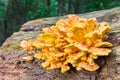 Yellow orange mushroom on tree trunk