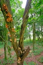 Yellow Orange Mushrooms On A Tree In The Forest, Paraguay