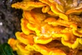 Yellow and orange mushrooms Royalty Free Stock Photo