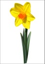 Yellow-orange narcissus flower