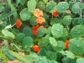 Yellow and orange nasturtiums in the garden