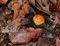 Yellow and orange oak apple gall on a forest floor