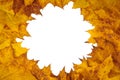 Yellow orange oak leaves circle with copy space in center for design isolated on white background Royalty Free Stock Photo