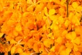 Yellow and Orange orchid flowers with green leaf Royalty Free Stock Photo