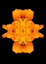 Yellow orange cross created of daylilies on black background Royalty Free Stock Photo