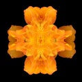 Yellow orange ornamental cross of daylilies on black background Royalty Free Stock Photo