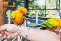 Yellow and orange parrot on hand woman in a big cage.Thailand. Royalty Free Stock Photo