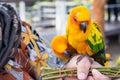 Yellow and orange parrot on hand woman in a big cage.Thailand. Royalty Free Stock Photo