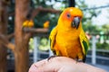 Yellow and orange parrot on hand woman in a big cage.Thailand. Royalty Free Stock Photo