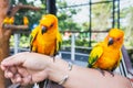 Yellow and orange parrot on hand woman in a big cage.Thailand. Royalty Free Stock Photo