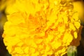 Yellow orange pattern yellow flower marigold closeup macro close up Royalty Free Stock Photo