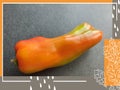 Yellow-orange pepper in an autumn frame. Thanksgiving postcard Royalty Free Stock Photo