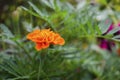 Yellow-orange petals of Mexican marigolds appear through green leaves. Macro photo. Garden by children and autumn Royalty Free Stock Photo