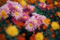 Yellow-orange and pink chrysanthemums on a blurry background close-up. Beautiful bright chrysanthemums bloom in autumn in the Royalty Free Stock Photo