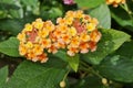 Yellow, orange and pink lantana flowers