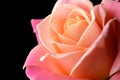 Yellow, orange, pink rose isolated on black background Royalty Free Stock Photo