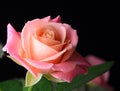 Yellow, orange, pink rose isolated on black background Royalty Free Stock Photo