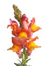 Yellow, orange and pink snapdragon flowers isolated on white