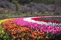 Yellow, orange, pink, white and red tulips bloom in the garden. Bright colors on a sunny day during spring Royalty Free Stock Photo
