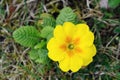 Yellow and orange primrose (primula)