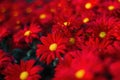 Red chrysanthemums on a blurry background close-up. Beautiful bright chrysanthemums bloom in autumn in the garden. Royalty Free Stock Photo