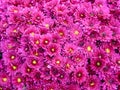 Yellow-orange and purple chrysanthemums on a blurry background close-up. Beautiful bright chrysanthemums bloom in autumn in the Royalty Free Stock Photo