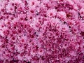 Yellow-orange and purple chrysanthemums on a blurry background close-up. Beautiful bright chrysanthemums bloom in autumn in the Royalty Free Stock Photo