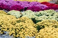 Yellow-orange and purple chrysanthemums on a blurry background close-up. Beautiful bright chrysanthemums bloom in autumn in the Royalty Free Stock Photo