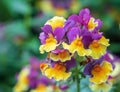 `Sunglow Yellow Bicolor` nemesia macro Royalty Free Stock Photo