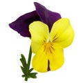 Yellow-orange-purple viola flower