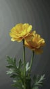 Yellow orange ranunculus against gray background, botanical, gradient background, soft focus Royalty Free Stock Photo