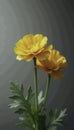 Yellow orange ranunculus against gray background, botanical, gradient background, soft focus Royalty Free Stock Photo