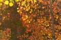 Yellow orange and red autumn aspen leaves back lit by sunlight Royalty Free Stock Photo