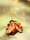 Yellow orange red autumn maple leaves on water, dried leaf Royalty Free Stock Photo