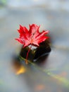 Yellow orange red autumn maple leaves on water, dried leaf Royalty Free Stock Photo