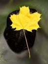 Yellow orange red autumn maple leaves on water, dried leaf Royalty Free Stock Photo