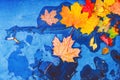 Yellow orange red brown autumn tree leaves on blue concrete road puddle. Fallen dry golden maple leaf on wet ground Brig Royalty Free Stock Photo