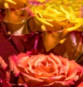 Yellow Orange Red Brown Floral Rose Duet Petals Background Pattern Royalty Free Stock Photo