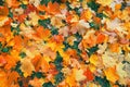 Yellow, orange red brown september autumn leaves on ground in beautiful fall park. Fallen golden autumn maple leaf on green dry Royalty Free Stock Photo