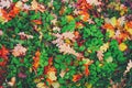 Yellow, orange red brown september autumn leaves on ground in beautiful fall park. Fallen golden autumn oak leaf on gree Royalty Free Stock Photo