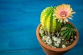 Yellow, orange and red color of cactus flower Lobivia In a pot with a green yellow cactus On a blue wooden table.