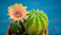 Yellow, orange and red color of cactus flower Lobivia In a pot with a green yellow cactus On a blue wooden table